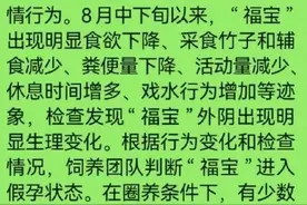 福宝进入假孕状态？官方回应图片