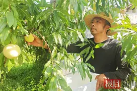 晚熟脆桃喜丰收，来凤特色水果产业助农增收图片