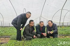 高安引进辣椒新品种助农增收图片