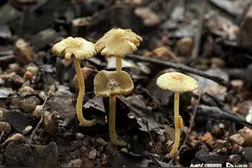 这些淡黄色毒蘑菇以丹霞命名！广东丹霞山发现第50个新物种图片