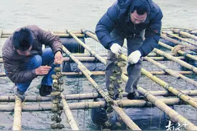 湛江生蚝吊养背后，一段尘封的往事图片