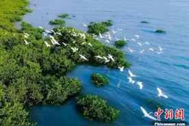 全国首个国家级红树林种质资源库在广西北海开工建设图片