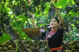 福安穆云畲乡：葡萄熟了 产业兴了 日子美了图片