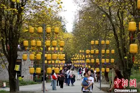 成都地铁站外的金色花海浪漫“点亮春天”图片