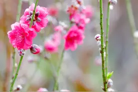 俏争春！广州白云山2000株桃花开，“一树三色”分外吸睛图片