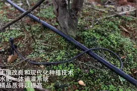 湖南祁阳：柑橘喜丰收图片