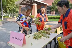 重庆江北区：石子山体育公园桂圆挂果  免费赠与周边居民尝鲜图片