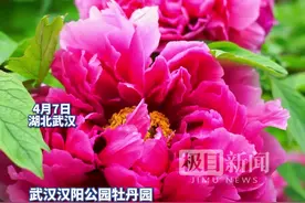 汉阳公园牡丹怒放，视觉盛宴香醉游人图片