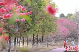 广西贺州：桃花盛开引客来图片