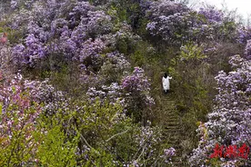 最美四月  繁花相约图片
