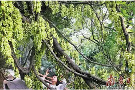 千亩禾雀花    盛放春天里图片