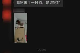 宠物猫搬家后大闹邻居家，还好遇到了一群热心人图片