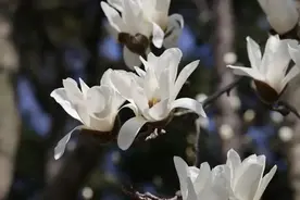 白玉兰花期将至，关于它的“身世”都在这里图片