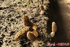 “春来第一鲜”，民勤羊肚菌安排上！图片