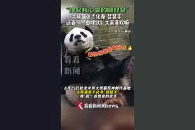 大熊猫化身“琵琶手” 一首《十面埋伏》送给大家图片