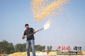 河北邢台经济开发区：玉米喜丰收 农民晾晒忙图片