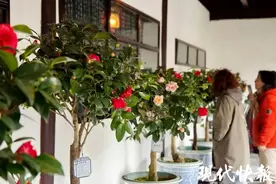 苏州留园茶花展开幕，近200个品种惊艳亮相图片