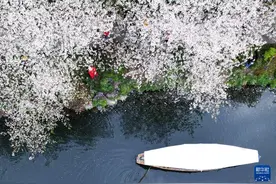明媚春光好图片