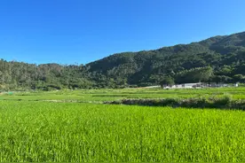 扛稳责任、抓好落实 厦门运用“三个三”抓实粮食安全生产图片