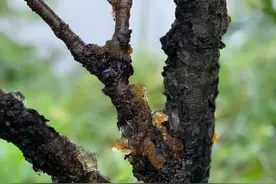 街头已出现，不要采！不要吃！很多广东人爱用它做美食图片