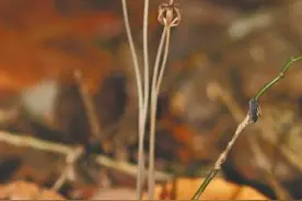 海南周刊 | 热带雨林的神奇存在！海南新发现天麻属植物图片