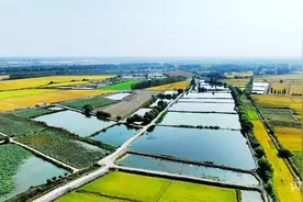 乡村“新”貌丨“龙虾村”书写共富山海情图片