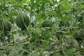 确定了！中牟小吊瓜五一上市 “吃瓜群众”快来尝鲜图片