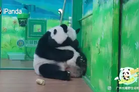 妈妈的抱抱太窒息 熊猫宝宝：啊~~好想逃图片