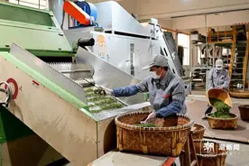 武义有机茶深加工生产忙图片