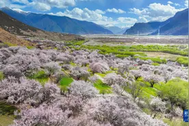 雪域高原迎来“赏花季”图片