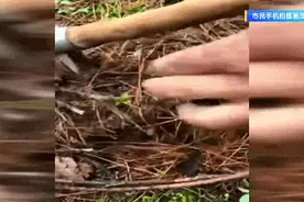 惊不惊喜？昆明捡菌子竟能挖到虫草！是冬虫夏草吗？图片