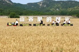众拍丨山东日照：“精灵山谷”网红麦田开始收割图片