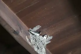一窝燕子，台州人这样善待图片
