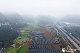 贵州兴义：羊肚菌喜丰收图片