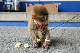 你是猴子请来的救兵吗？图片