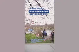 相约春天赏樱花|直冲21℃，泰国人都来东湖赏樱花啦！图片