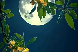 中秋|关于月亮图片
