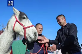 “与‘白龙’马长得太像了”！骑马救人大哥获赠一匹新白马图片