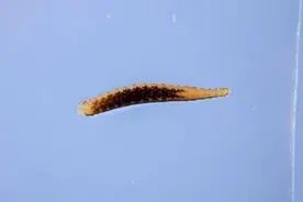 血吸虫与钉螺有啥关系？血吸虫、吸血虫你分得清吗？图片