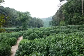 韩水法｜龙井茶图片