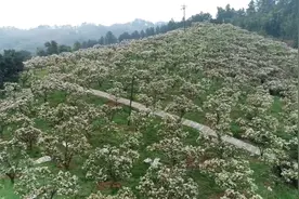 清风拂过佛来山 万亩梨花竞开放图片
