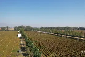 金秋好“丰”景丨“掘地三尺”的美味  怀山药开挖丰收忙图片
