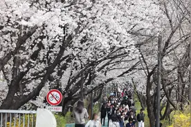 韩国首尔樱花烂漫图片