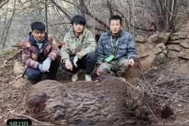 每头奖励2400元！一地公开招募猎捕野猪的“赏金猎人”，预算72万元图片