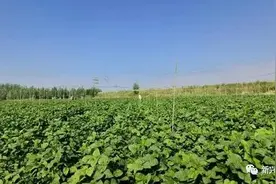 泰安范镇大辛村：流转闲置土地，发展豆丹养殖图片