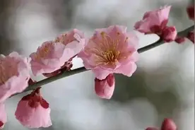 赏梅季，先来识个梅呗～图片