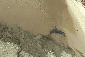 温州一海滨景区紧急求助：浅水湾有海豚被困图片