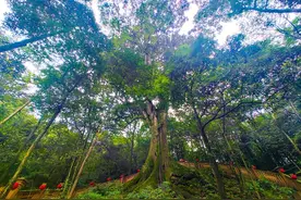 盘一盘雅安古树名木，桢楠王比它“年轻”1000岁只能排第三图片