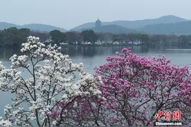 杭州西湖玉兰花开 吸引游人驻足“打卡”图片