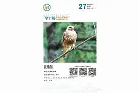 科普丨【记录天空精灵 传递护鸟之声】普通鵟图片